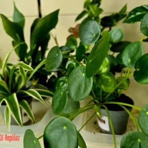 LR Listnate tropske rastline