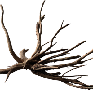 SuperFish Spiderwood