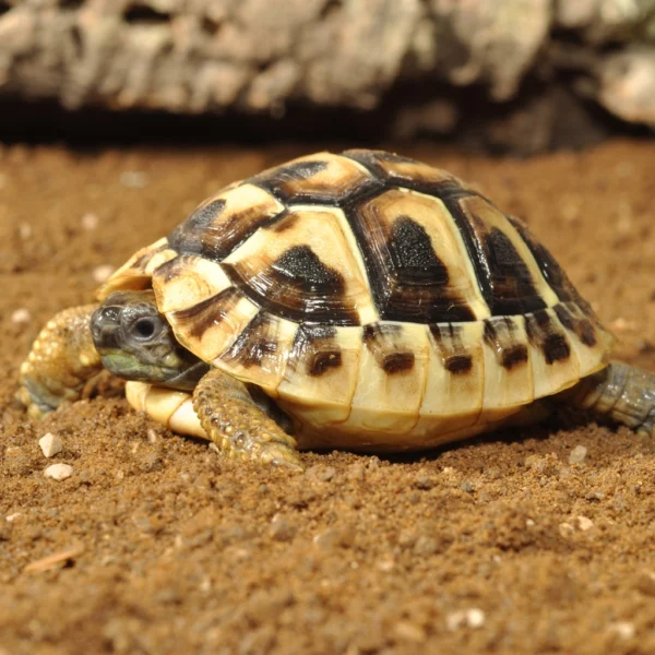 Habistat Tortoise Bedding - Image 3