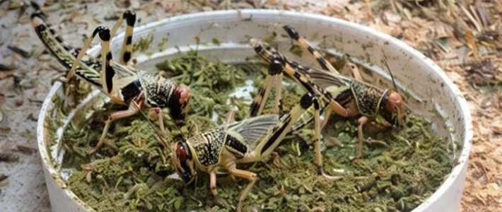 Gutloading &ndash; pravilno hranjenje žuželk za bolj&scaron;e zdravje plazilcev