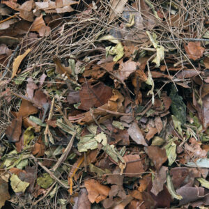 Habistat Leaf Litter