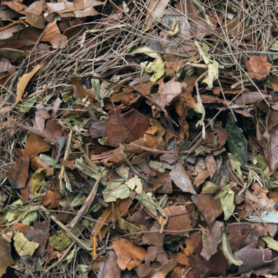 Habistat Leaf Litter