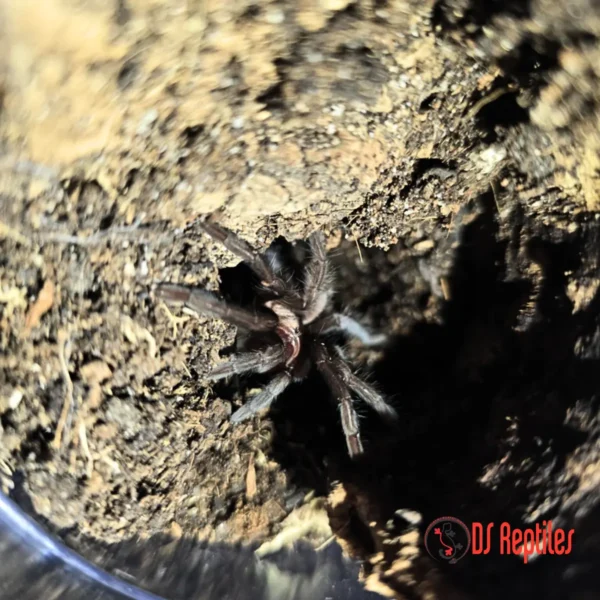 Lasiocyano sazimai