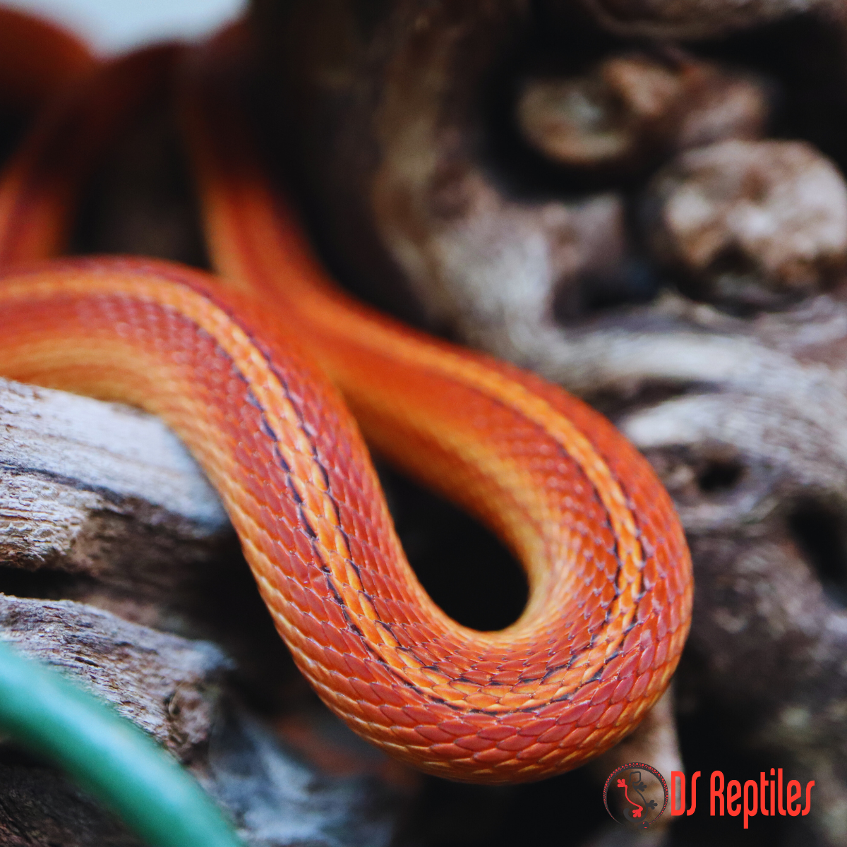 Ameriški gož - Tessera morph