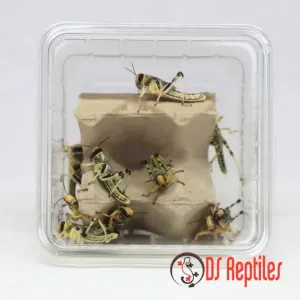 Puščavske kobilice