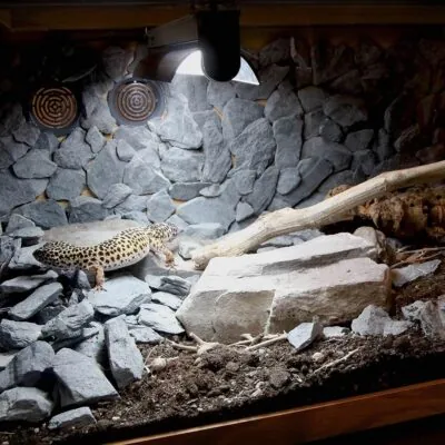 Arcadia ShadeDweller