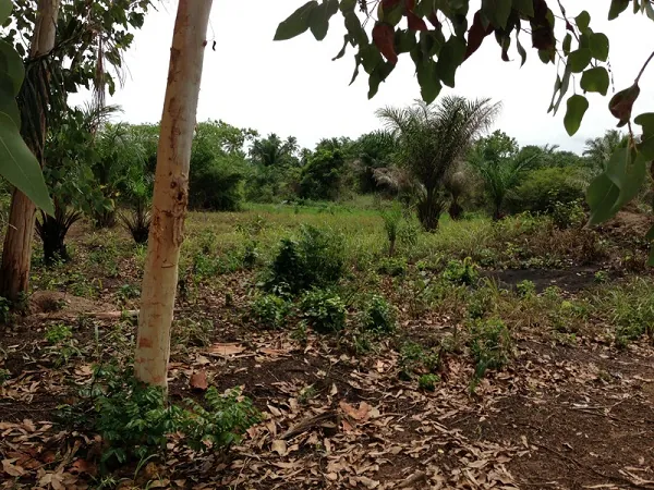 Naravno okolje kraljevega pitona