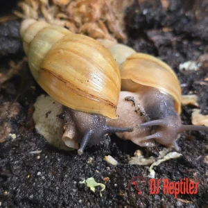 Archachatina porphyrostoma