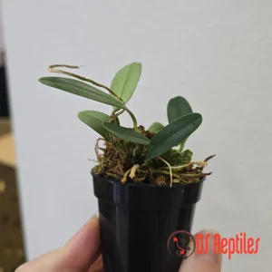 Dendrobium jenkinsii