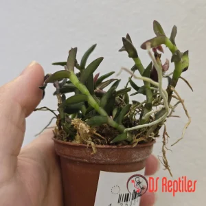Epidendrum porpax