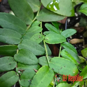 Marcgravia rectifolia