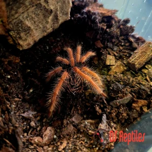 Megaphobema robustum