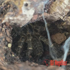 Pterinochilus chordatus LCF