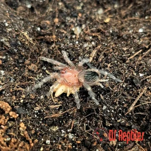Acanthoscurria geniculata