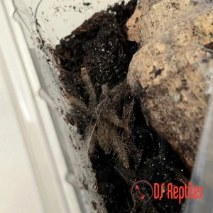 Stromatopelma calceatum