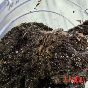 Poecilotheria ornata